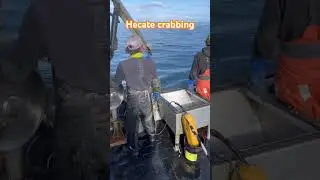 Hecate crabbing #crabs #fishing #rivercrab #fishingboat #mudcrabs #fisherman #skipping #shorts #bc