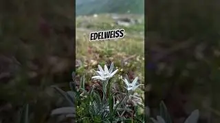 Edelweiss in an alpine meadow