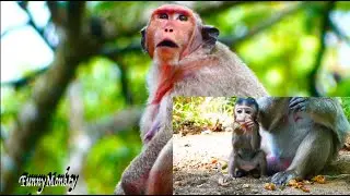 Pity..! Monkey MEKALA is missing her baby MEKA(She is trying to catch other baby monkeys to hug).