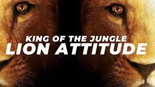 &laquo;Lion Attitude&raquo; (Lion Mindset) &mdash; лучшее мотивационное видео