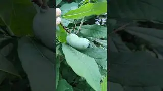 Small Paw Paw Tree With fruit #pawpaw