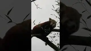 The Red Panda's Pseudo-Thumb
