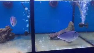 Xanthichthys Ringens