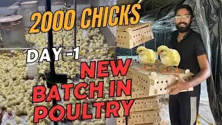 Winter Poultry Batch | Day - 1 In Poultry Farm | Winter Management In Poultry #uttarakhandpoultry