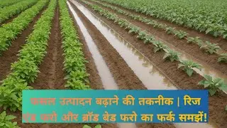 किस फसल में कौन सी विधि बेहतर ?Ridge and Furrow vs Broad Bed Furrow Sowing Methods