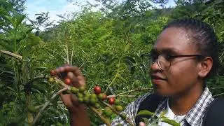 The Ultimate Coffee Journey: Agrowisata at PT. Sulotco Jaya Abadi, Tana Toraja ☕🌿
