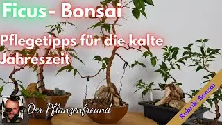 Ficus Bonsai Pflegetipps im Winter