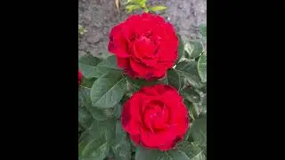 Роза  El Toro (  Эль Торо)