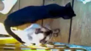 Cats and kittens cleaning after dinner