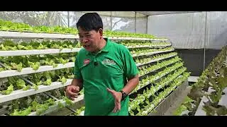 Aquaponics sa Turbulent Greenhouse Farm