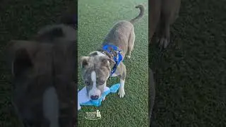 Adopt or Foster Deja!
