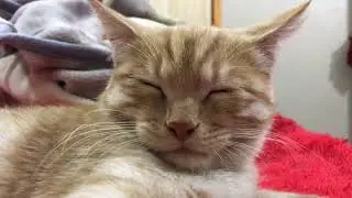 Mani is sleeping #cute #kitten #pet
