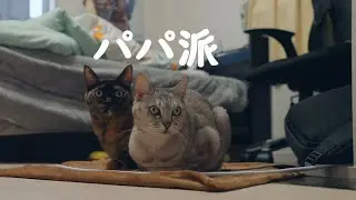 パパに甘える猫達が揃うとこうなる