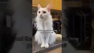 New Series: Convos with Pops and @kitty.theduchess The Life of a Pampered House Kitty