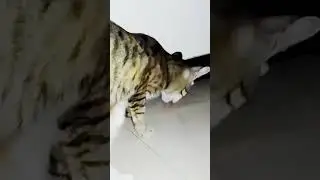 Cat licking it's kitten's pee!!🙀 Unexpected!!! Must watch 🙀