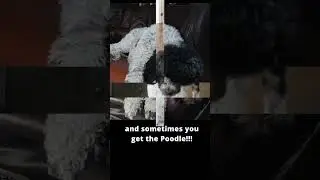 Hilarious Doodle Dog: Lazy Saint Bernard or Hyper Poodle? Watch the Transformation!