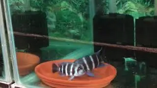 Cyphotilapia Frontosa Zaire Blue Mikula Breeding Video