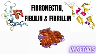 Fibrillin, Fibronectin & Fibulin in details. All types of protein part 23.