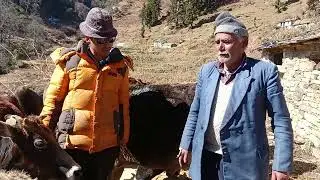 मामा जी श्री पान सिंह नेता जी पहुंचे तलवानी।। गौ माता 🐄🐄 की सेवा ।। लाटू धाम वाण गांव देवाल ❤