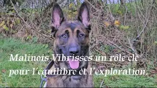 Malinois Vibrisses un r&ocirc;le cl&eacute; pour l&rsquo;&eacute;quilibre et l&rsquo;exploration.  #Malinois #Vibrisses