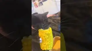 Your stubborn kitty #Funny #Cute #Cat #Trending #ForYou