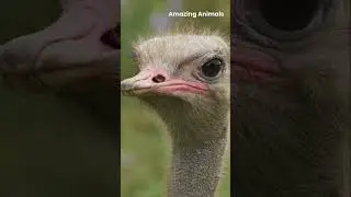 Amazing Ostrich Facts! The World's Largest Bird with Super Speed!