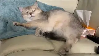 16 month old kitten cat Pepper sleeping compilation