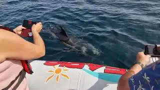 Seafaris dolphin watching trip , Lagos portugal
