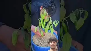 #farming #gardening #garden #facts #xyzband #tomato #experiment #scienceexperiment  #experimnent