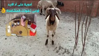 الخروف جالوا التهاب رئوى/ ولازم تخلى عندك الأدوية دى ضرورى جدا وسعرها رخيص على قد إيدك👌