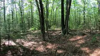 Lacawac Sanctuary: Site 6 Summer 2025 - Mixed Hardwood Forest Protected from Deer Browsing