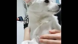 강아지 트림😆/Dog burp/げっぷ