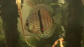 Heckel Diskus, Symphysodon discus (Rio Negro)