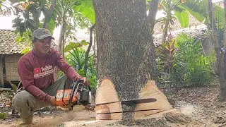 Trees that grow tall in the middle of this housing must be cut down !! Stihl ms 660.