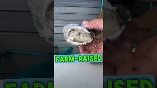 Farmed oysters good for the bay? #chesapeakebay #oysters #rawoysters