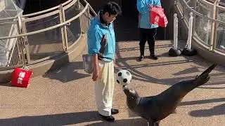 大洗水族館アシカお散歩アサヒちゃん26/01/13-12:30