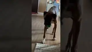 Boxer Dog on slippery floor