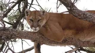 Puma Video Footage - Free Stock Video