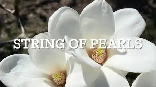 The Splendid 'String of Pearls' Magnolia