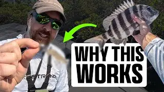 Это лучшая оснастка для ловли овцеголовых креветок на живых особей?