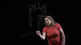 Arteries of the Thorax