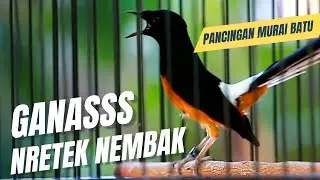 MURAI BATU GACOR FULL ISIAN TEMBAKAN KASAR KRETEKAN GANAS AMPUH MEMANCING EMOSI MURAI BATU