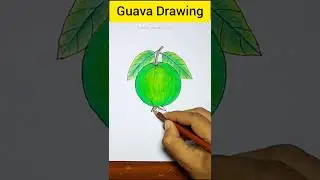 How to draw guava #shorts #guavadrawing #drawing