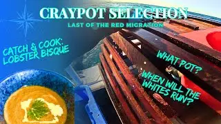 Craypot Selection | Catch and Cook Lobster Bisque + White Run TIP 🔥