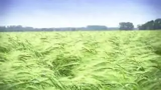 Movie Ancient Cereals   English, no subtitle