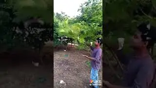 Cash Tree jd