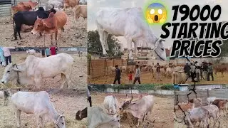 #Saste janwar location Hyderabad Falaknuma