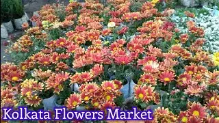 Galiff Street Flower Plants Market In Kolkata Visit || Tala Hat || Bagbazar Flower Plants Market