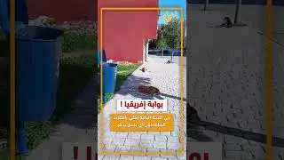 بوابة إفريقيا ! حي طنجة البالية يغلي بالكلاب الضالة دون أي تدخل يذكر