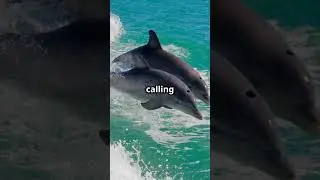 Did You Know Dolphins Have Names